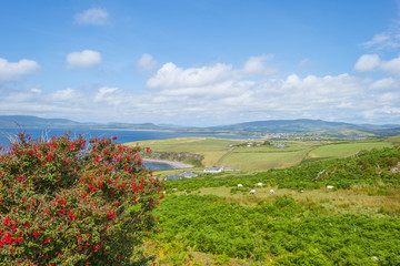 Rocky hilly coast of Kerry along the atlantic ocean in summer

