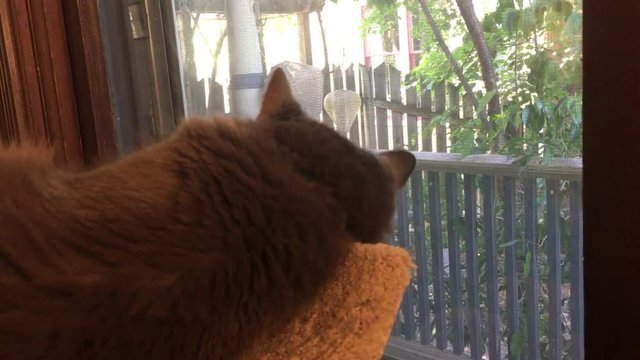 Cat sleeping in a cat bed by a window