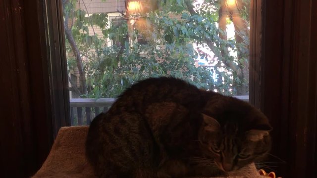 Cat sleeping in a cat bed by a window