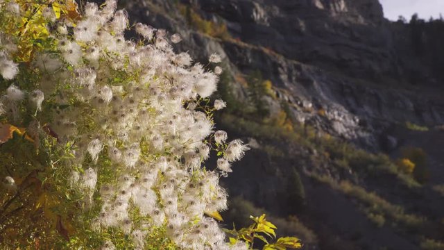 Tree with blossoms in front of Rocky Mountains at sunset (close view)