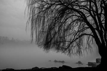 black and white willow tree in fog near lake © Chet