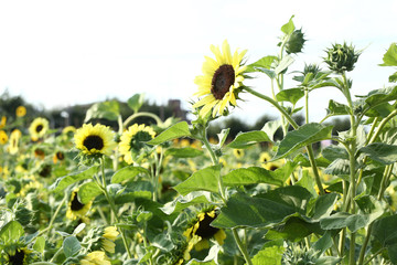 バレンタイン　ひまわり
