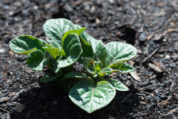 Potato in garden, close up in sunlight