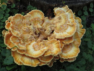 Mushroom Fungus