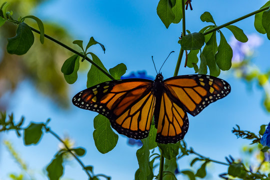 Monarch Butterfly With Blue Sky Background