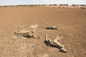 Poster Sturt nationaal park, New South Wales, Australië, dode kangoeroes tijdens droogte. © 169169