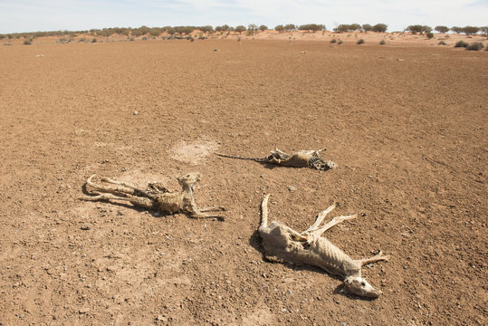 Sturt national park, New South Wales, Australia, dead kangaroos during  drought conditions.