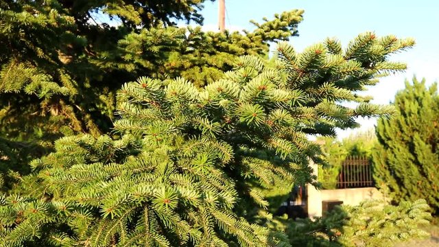 Branches of Fir Tree on bright sunlight. Windy sunny summer day