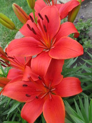 Fototapeta premium Red Asiatic Lily 