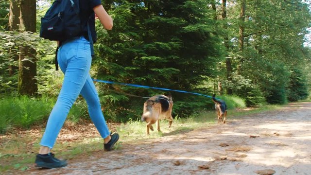 Young Caucasian women wearing a backpack walking on leash a German Shepherd and westpointer mutt along Dwingeloo forest trail in slow motion