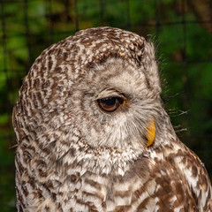 Owl's Head