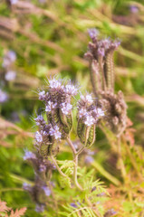 Lilac flowers of honey plants lacy phacelia or purple tansy (Phacelia tanacetifolia)