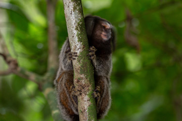 Hands and feet in focus on a tree of a Sagui monkey in the forest of Rio de Janeiro