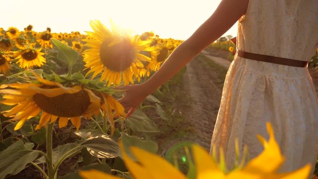 Young little girl hands walking along sunflowers field. Sun shine at background. Follow to woman going at meadow. Rear back view Slow motion video. girl teenager and lifestyle sunflowers field concept