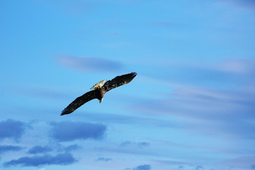 Bald Eagle soaring thrugh blue and purple sky in Alaska