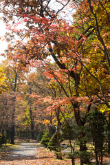 Fototapeta premium 秋の公園