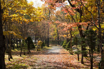 Naklejka premium 秋の公園