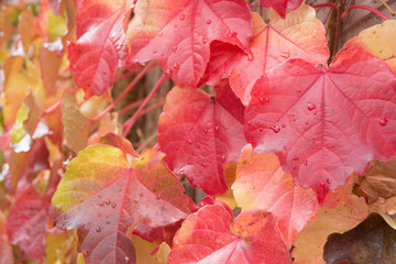 赤く色づいたツタの葉