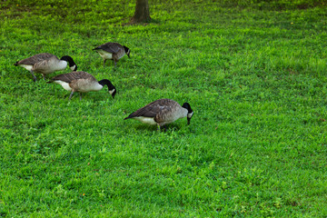 Plants and animals on Roosevelt Island