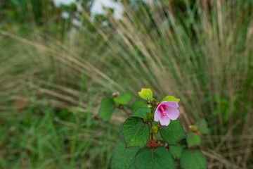 Wild pink hibiscus 