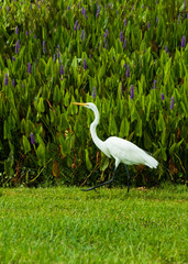 Great white heron in grass