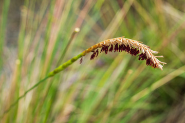 Gama Grass with red spikes close-up