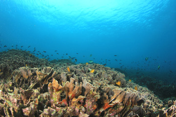 Fototapeta na wymiar Underwater coral reef 