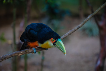 Tucano