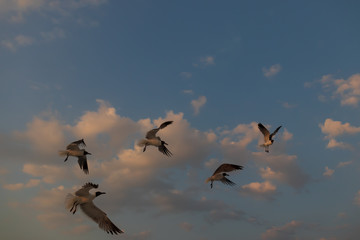 Seagulls flying with blue sky and white clouds in background