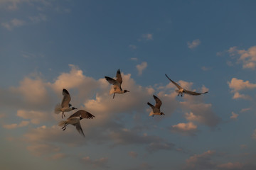 Seagulls flying with blue sky and white clouds in background