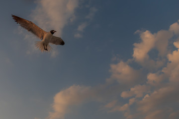 Seagull flying with blue sky and white clouds in background