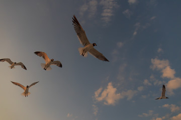 Seagulls flying with blue sky and white clouds in background