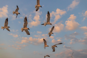 Seagulls flying with blue sky and white clouds in background
