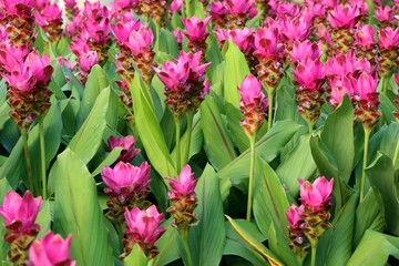 Fototapeta premium Siam tulip flowers in tropical