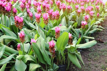 Siam tulip flowers in tropical