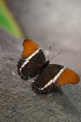 Fototapeta na wymiar Butterfly # 5