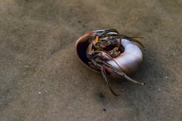 Hermit crab in the ocean