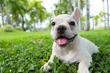 French Bulldog