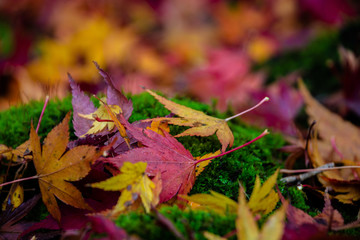 Fallen Leaves #7