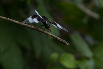 Closeup of Common whitetail dragonfly eating an insect