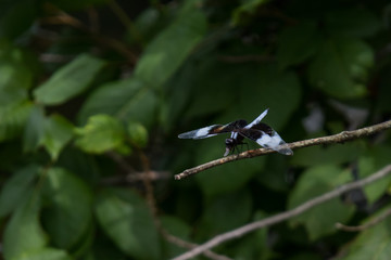 Closeup of Common whitetail dragonfly eating an insect