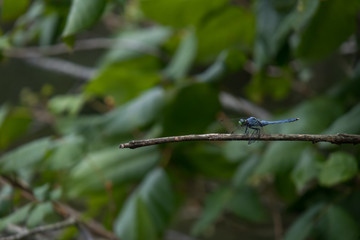 Common blue damselfly sitting on branch