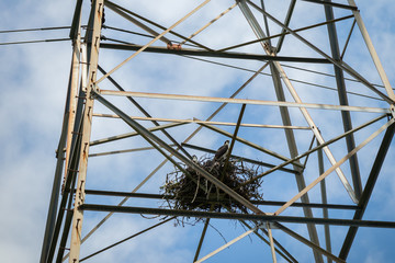 Obraz premium Osprey standing in nest on steel lattice powerline tower