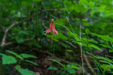 Columbine wildflower close-up