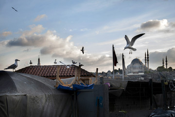Seagulls on the wall with barbed wire border. Bird on wire concept