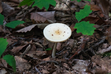 Wild White Mushroom Closeup on the Forest Floor