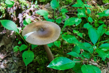 Wild Brown Mushroom Closeup on the Forest Floor