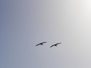 Flying two birds in the sky