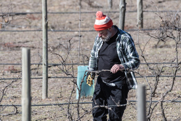 A man with beanie is careful pruning the grapes vines on a vineyard in Australia at the end of winter