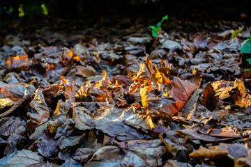 Fallen Leaves #4
